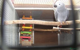 Parrots birds for sale: Baby African Grey Parrot with White Toe and Clawer - Image 3