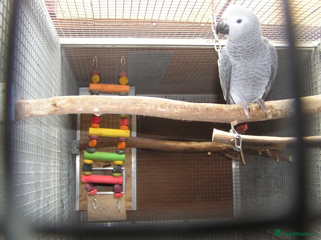 Parrots birds for sale: Baby African Grey Parrot with White Toe and Clawer - Image 3