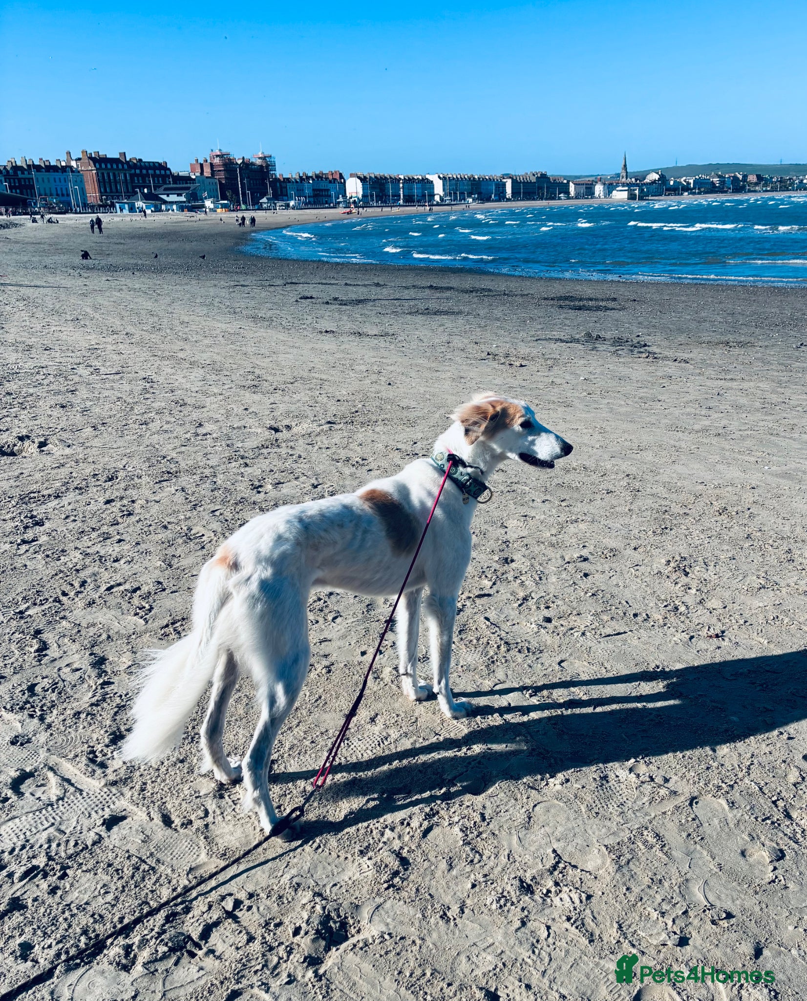 Lurcher dogs Gorgeous gentle lurcher boy 2 yrs seeking new home - Advert 1