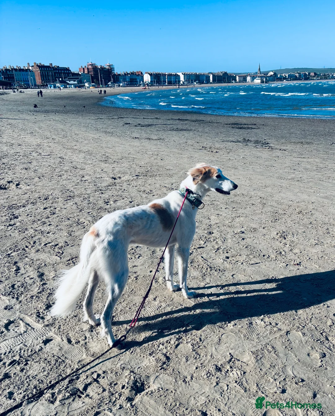 Lurcher dogs for sale: Gorgeous gentle lurcher boy 2 yrs seeking new home - Advert 1
