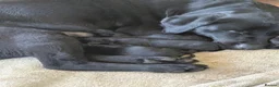 Labrador Retriever dogs for sale: KC registered Black Labrador Puppies - Advert 2