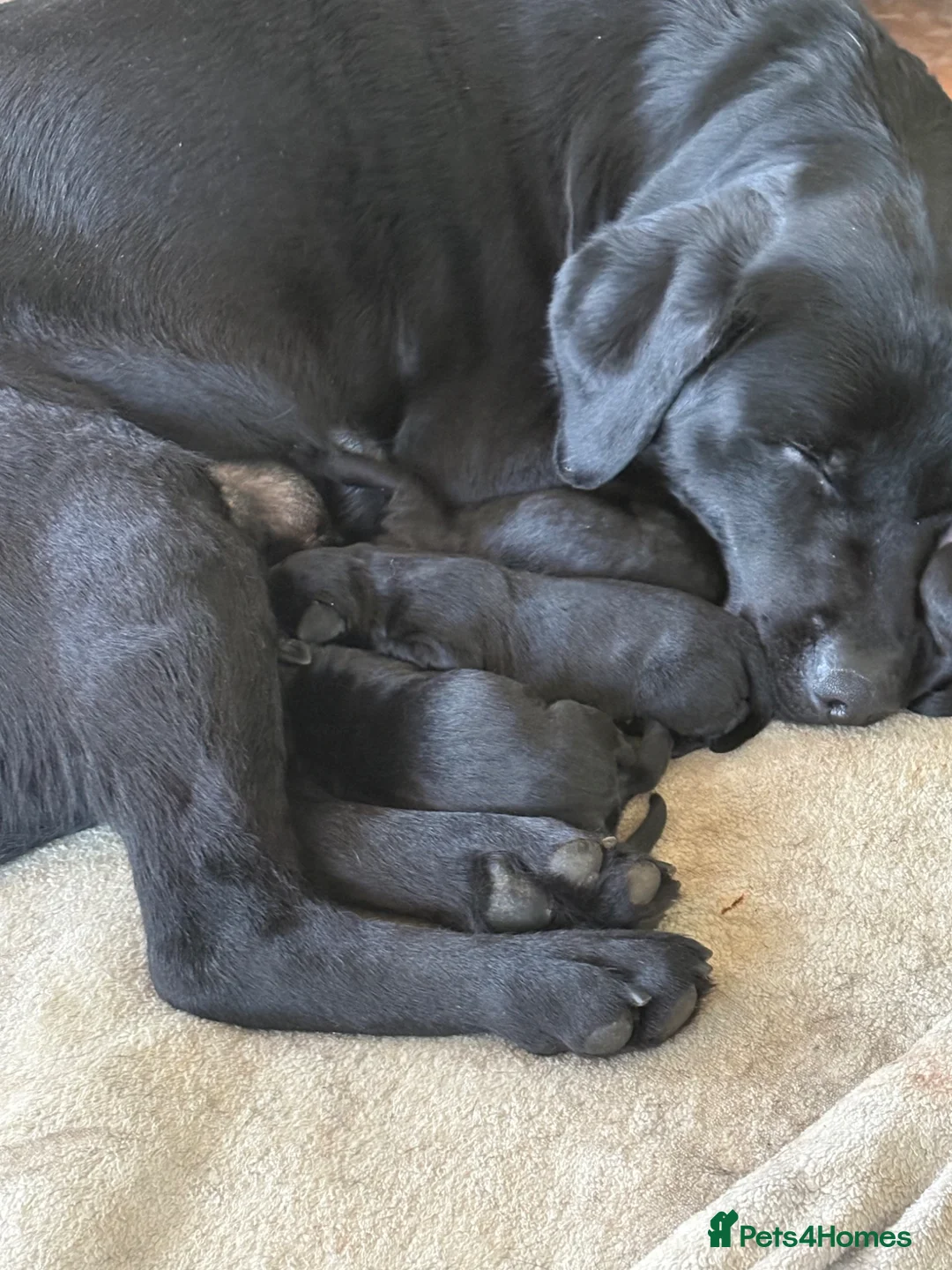 Labrador Retriever dogs for sale: KC registered Black Labrador Puppies - Advert 2