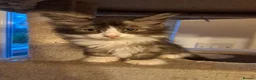 Norwegian Forest Cat cats for sale: 6 adorable NFC/maincoon kittens. - Advert 12