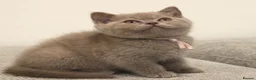 British Shorthair cats for sale: Beautiful Pure Breed ✨ British Shorthair Kittens ⭐ - Advert 21