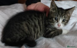 Tibetan cats for sale: Tabby white kittens looking for a lovely home - Advert 15