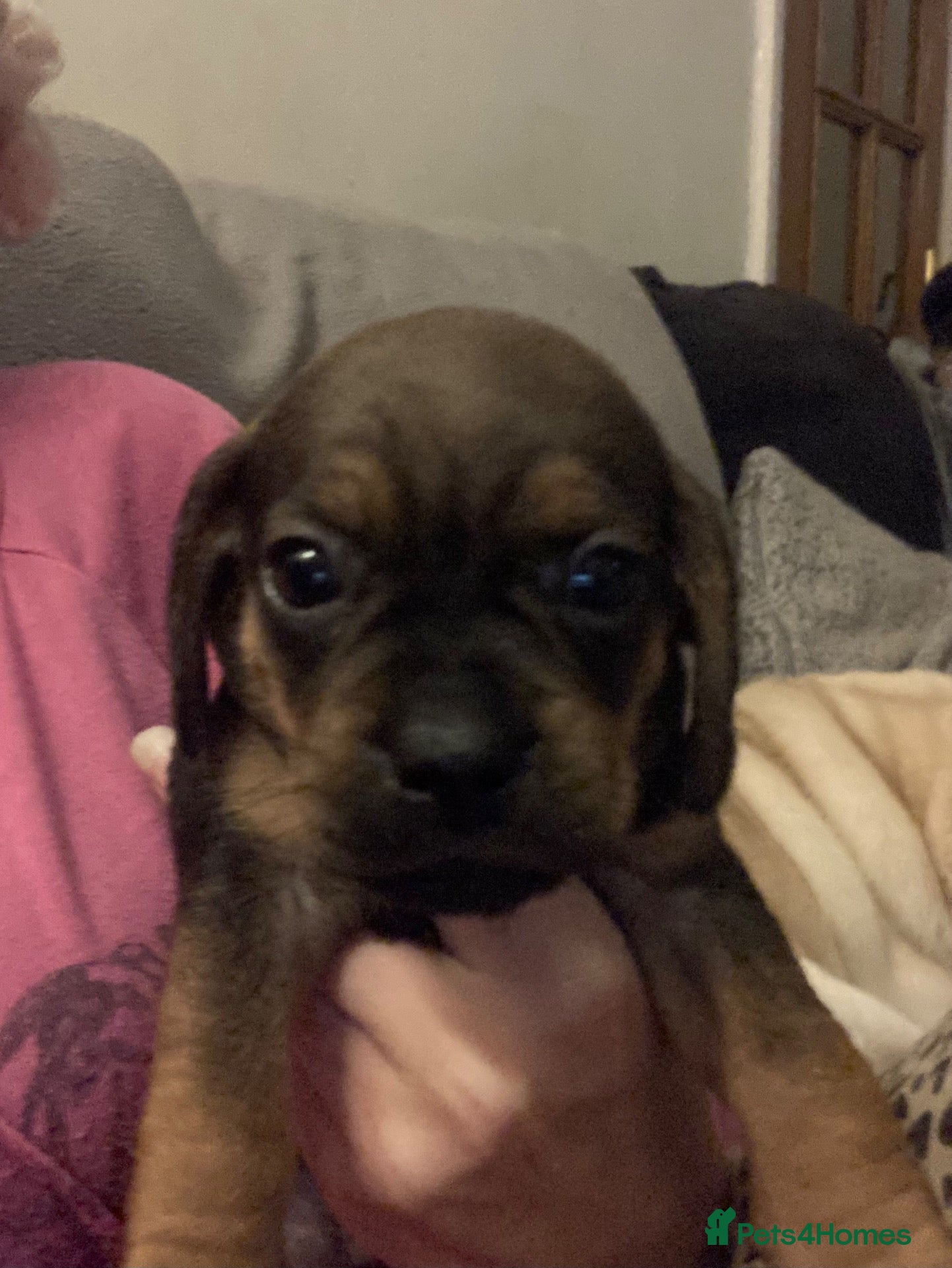 Mixed Breed dogs Dachshund x Pug (Daug) - Advert 3