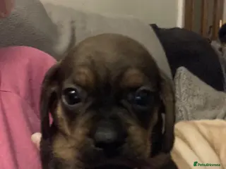 Mixed Breed dogs Dachshund x Pug (Daug) - Advert 3
