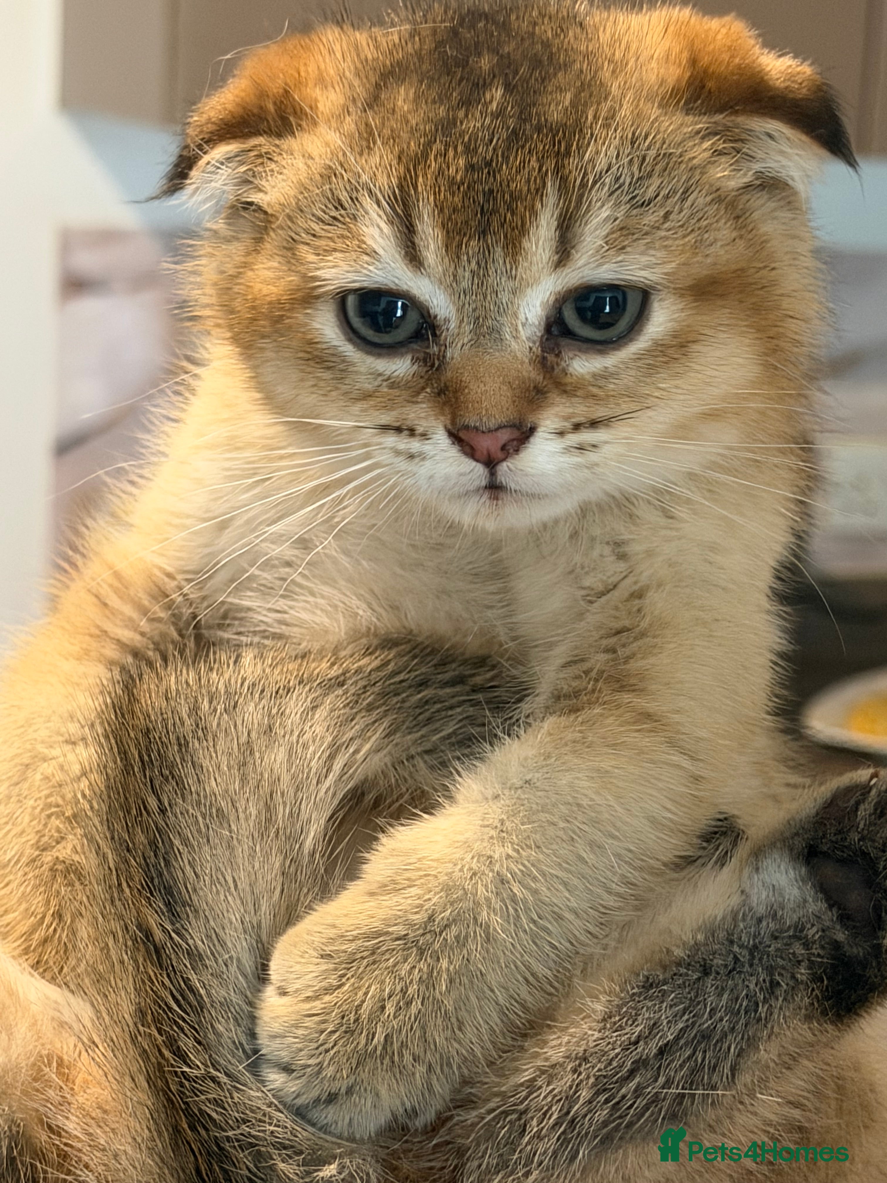 Scottish Fold cats Adorable Scottish Fold/straight Kittens for Sale - Advert 12