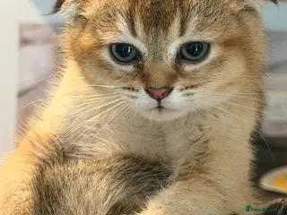 Scottish Fold cats Adorable Scottish Fold/straight Kittens for Sale - Advert 12