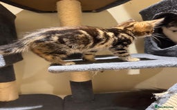 Maine Coon cats for sale: 🐾 Ragdoll × Maine Coon Kittens 🐾 - Image 11