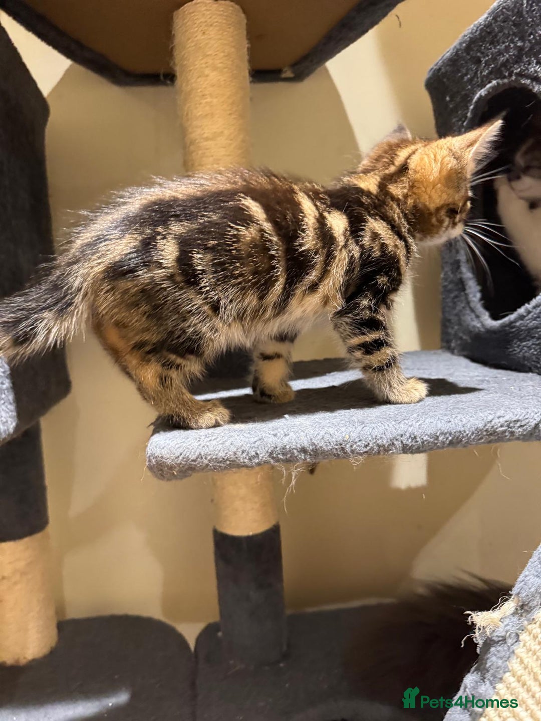 Maine Coon cats for sale: 🐾 Ragdoll × Maine Coon Kittens 🐾 - Image 11