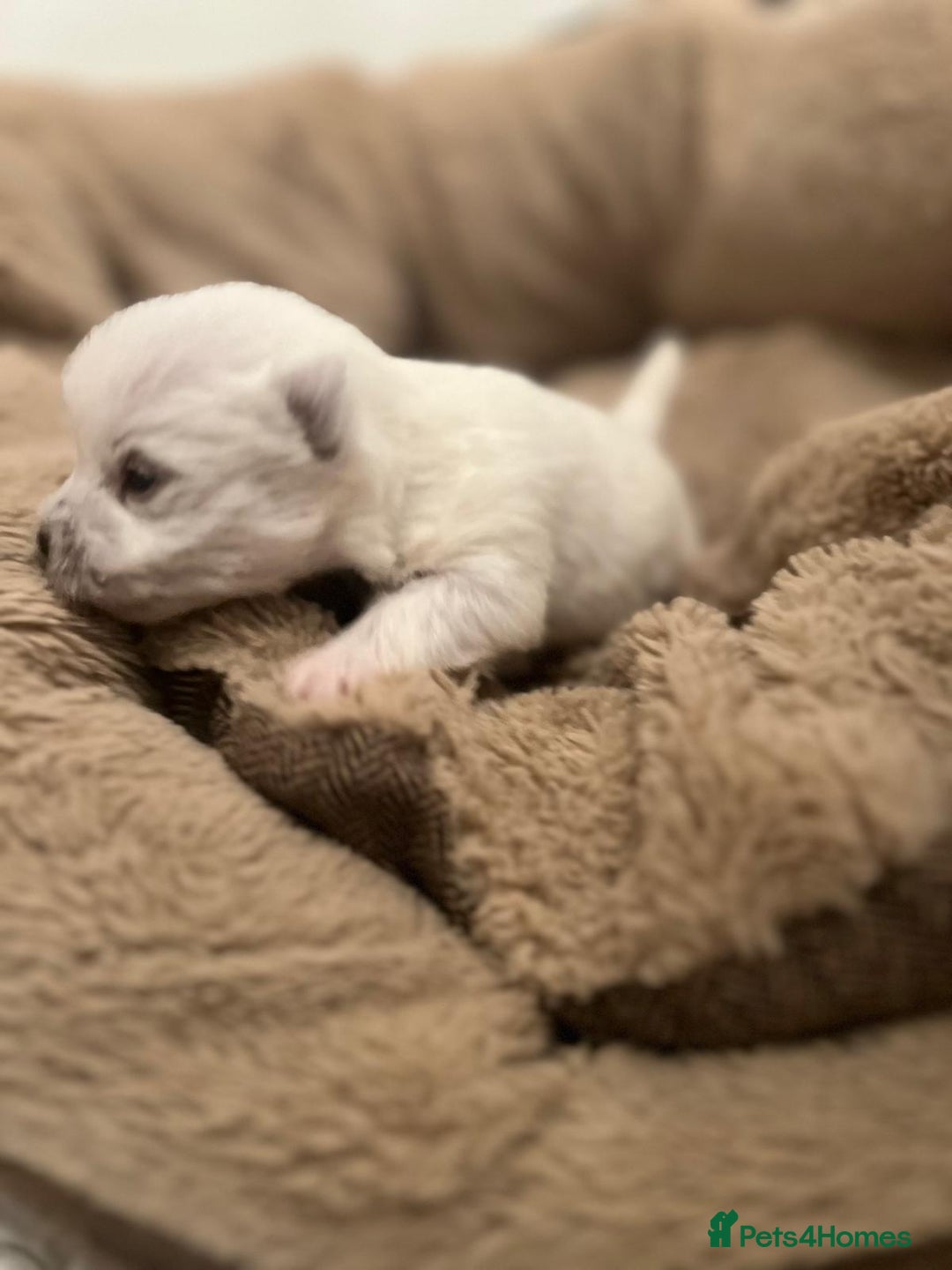 West Highland Terrier dogs for sale: Adorable cute little Westies need forever homes - Advert 7