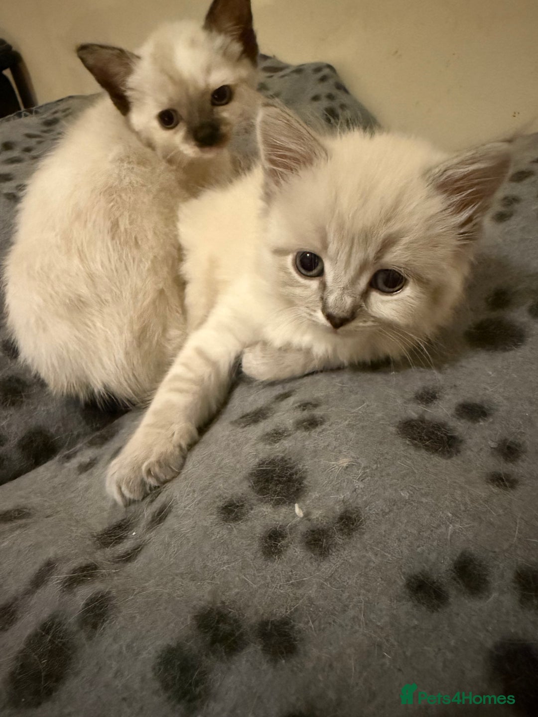 Ragdoll cats for sale: ADORABLE RAGDOLL KITTENS - READY NOW - Image 12