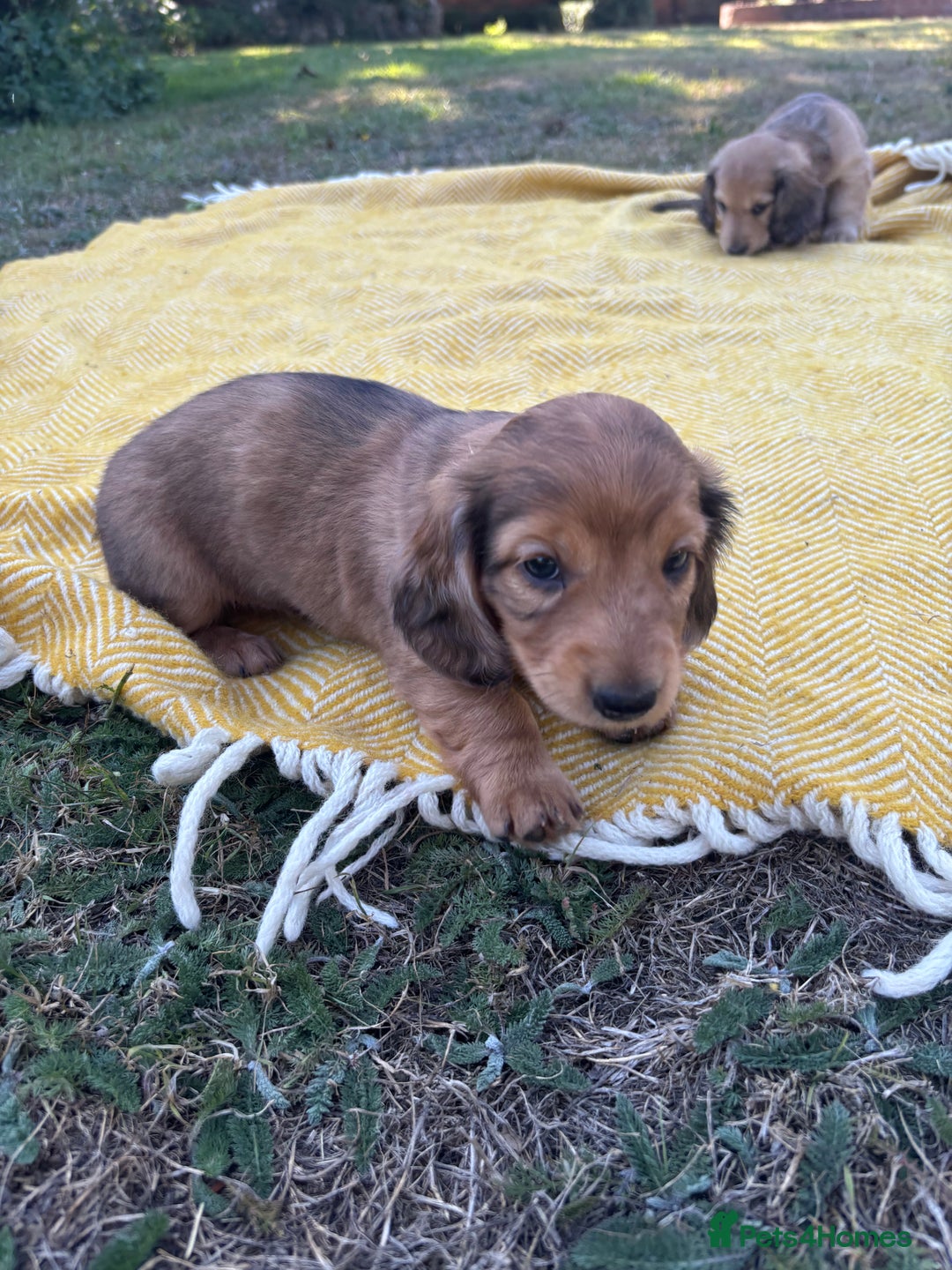 Dachshund dogs for sale: 2 American Red Long Haired Dachshund Puppies - Image 18