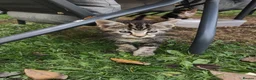 Domestic Shorthair cats for sale: 4 little kittens are looking for a family in Norwich - Advert 3