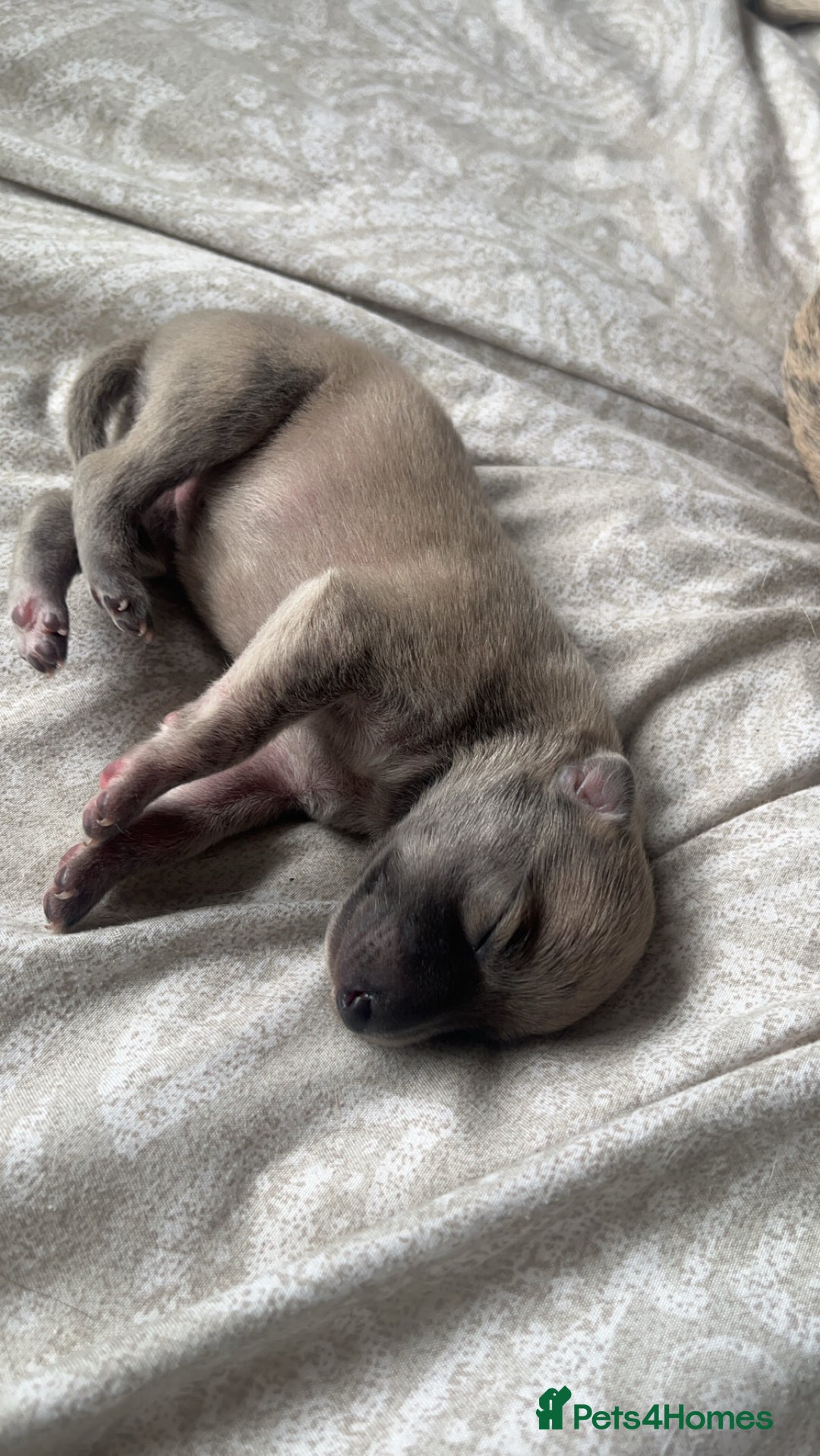 Whippet dogs for sale: 2 Whippet Pups one male one female - Image 4