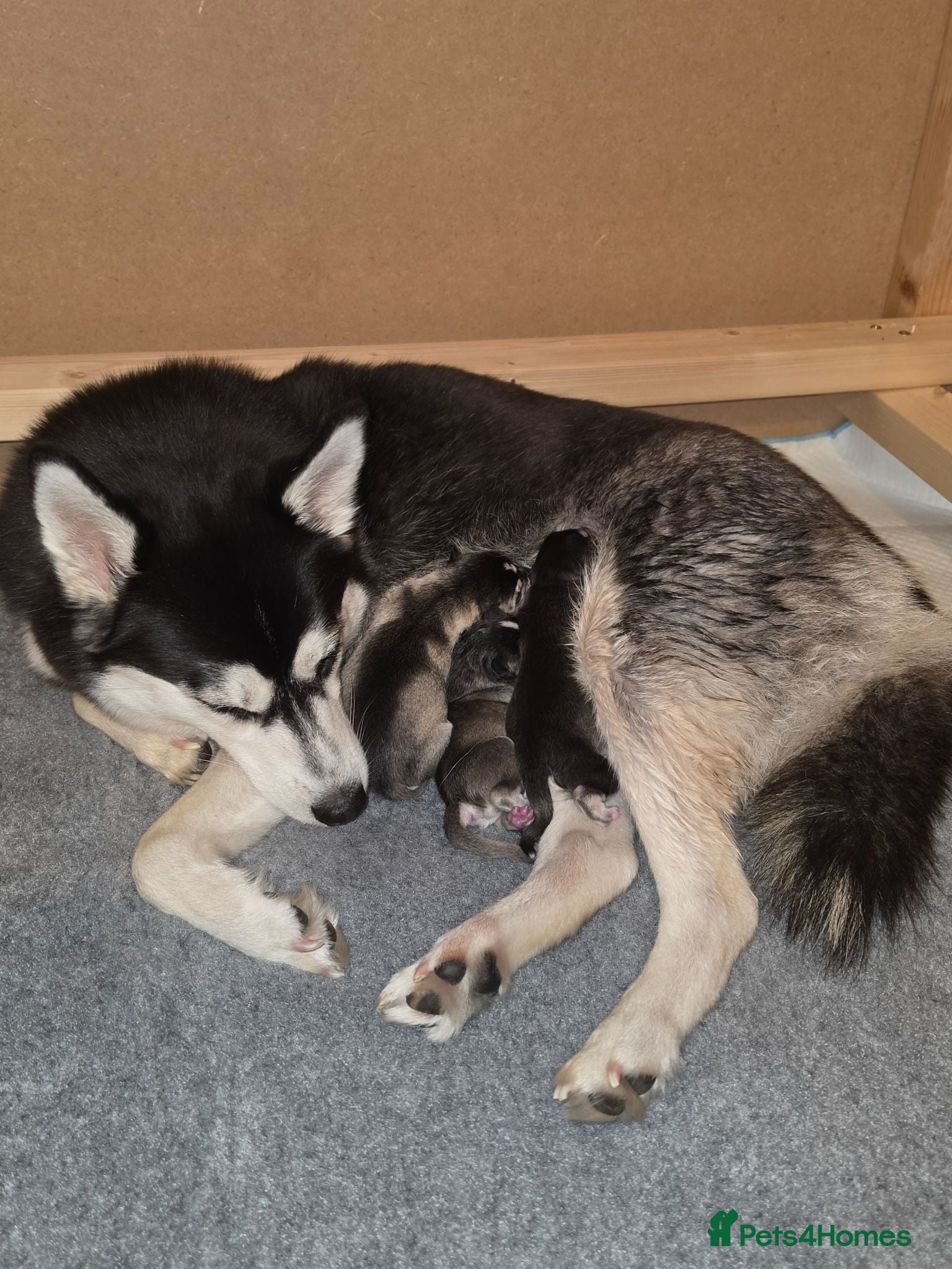 Pomsky dogs Beautiful f4 pomsky puppies 🥰 - Advert 7