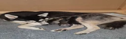 Pomsky dogs for sale: Beautiful f4 pomsky puppies 🥰 in Leyburn - Advert 1