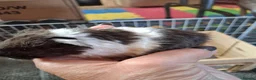 Guinea Pig rodents for sale: Georgous long haired Texel & Merino guinea pigs - Advert 8