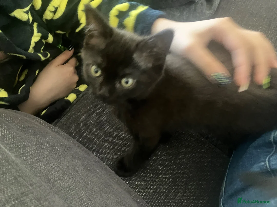 Scottish Fold cats for sale: Last boy needs loving home  - Advert 2