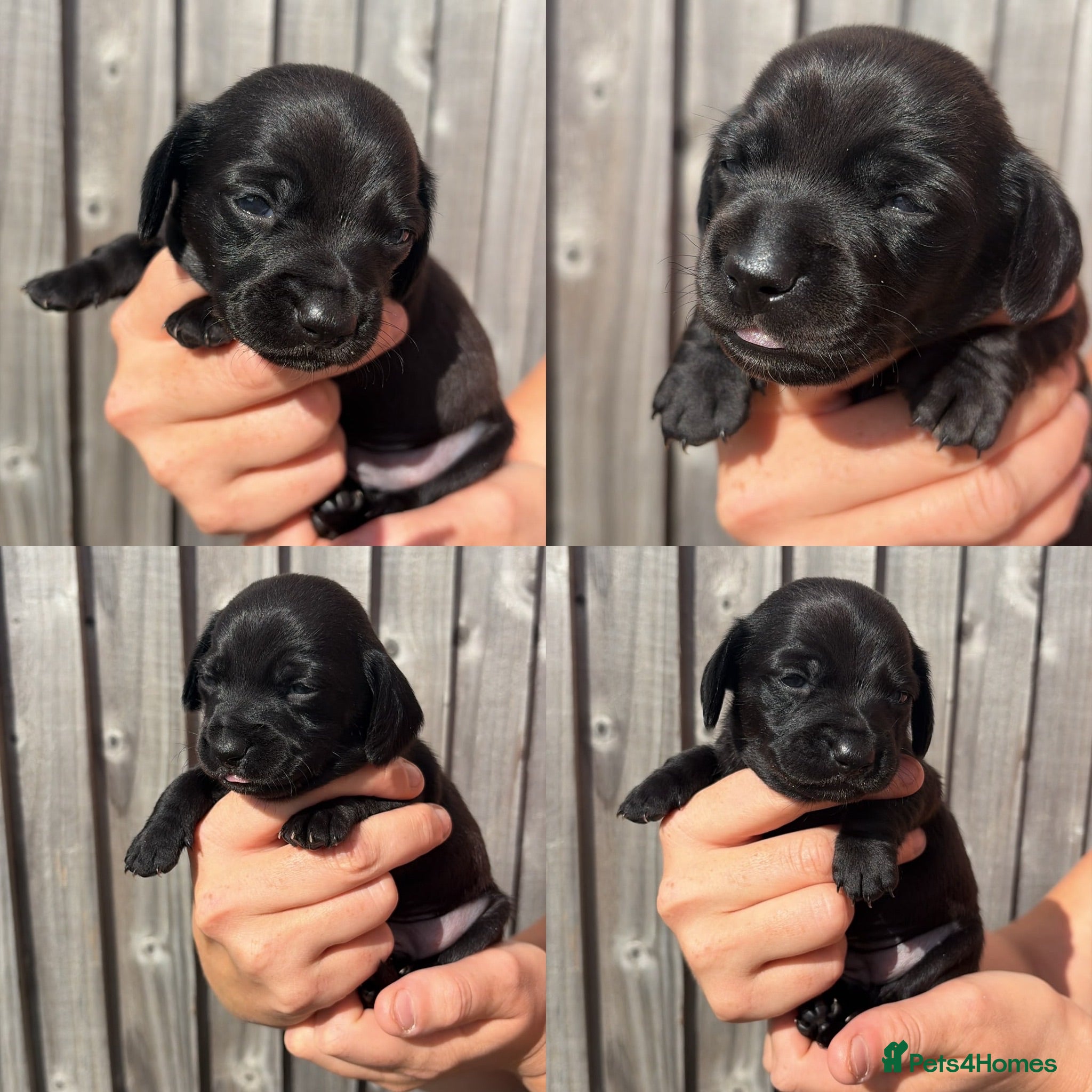 Miniature Dachshund dogs Unreal Rare colours, black,chocolate & creme - Advert 15