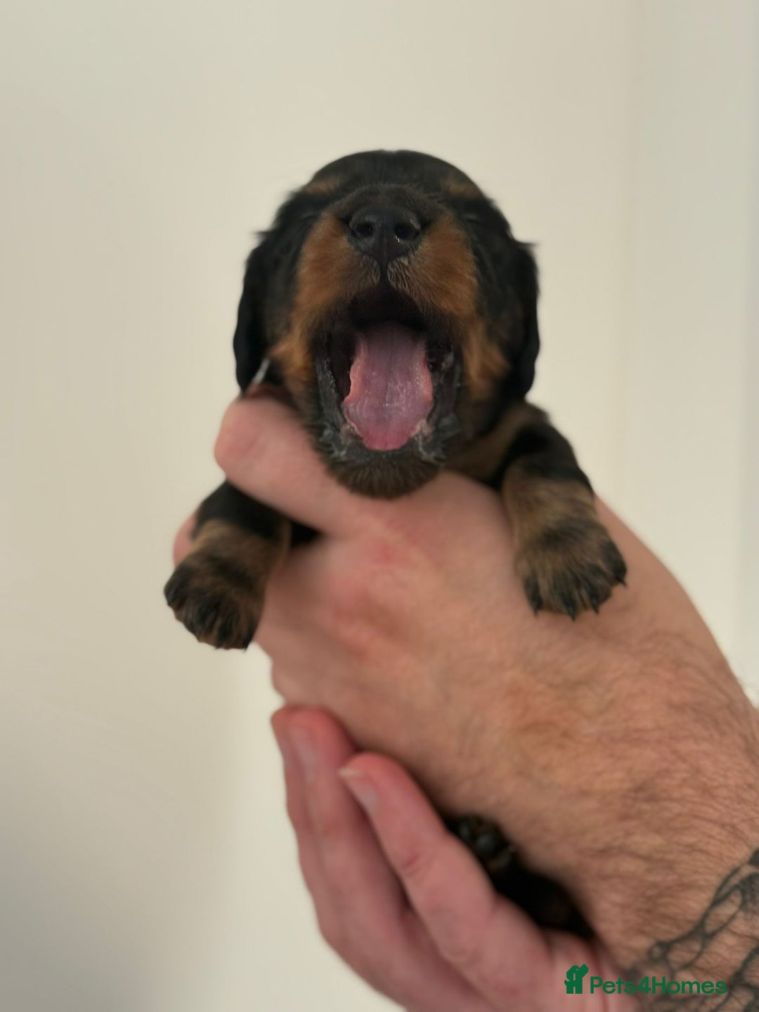 Miniature Dachshund dogs for sale: Black and Tan Miniature Daschund  - Advert 8