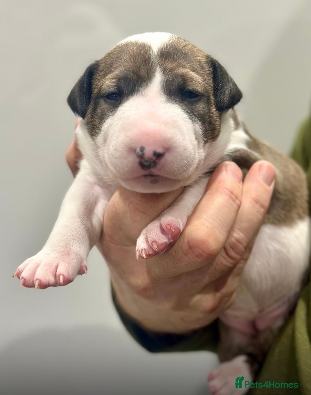 English Bull Terrier dogs for sale: Puppies Available  - Image 1