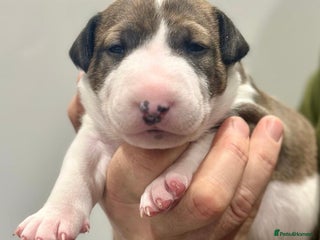 English Bull Terrier dogs - Advert 10