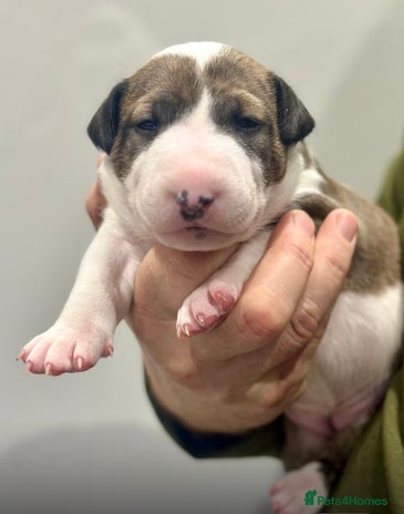 English Bull Terrier dogs - Advert 1