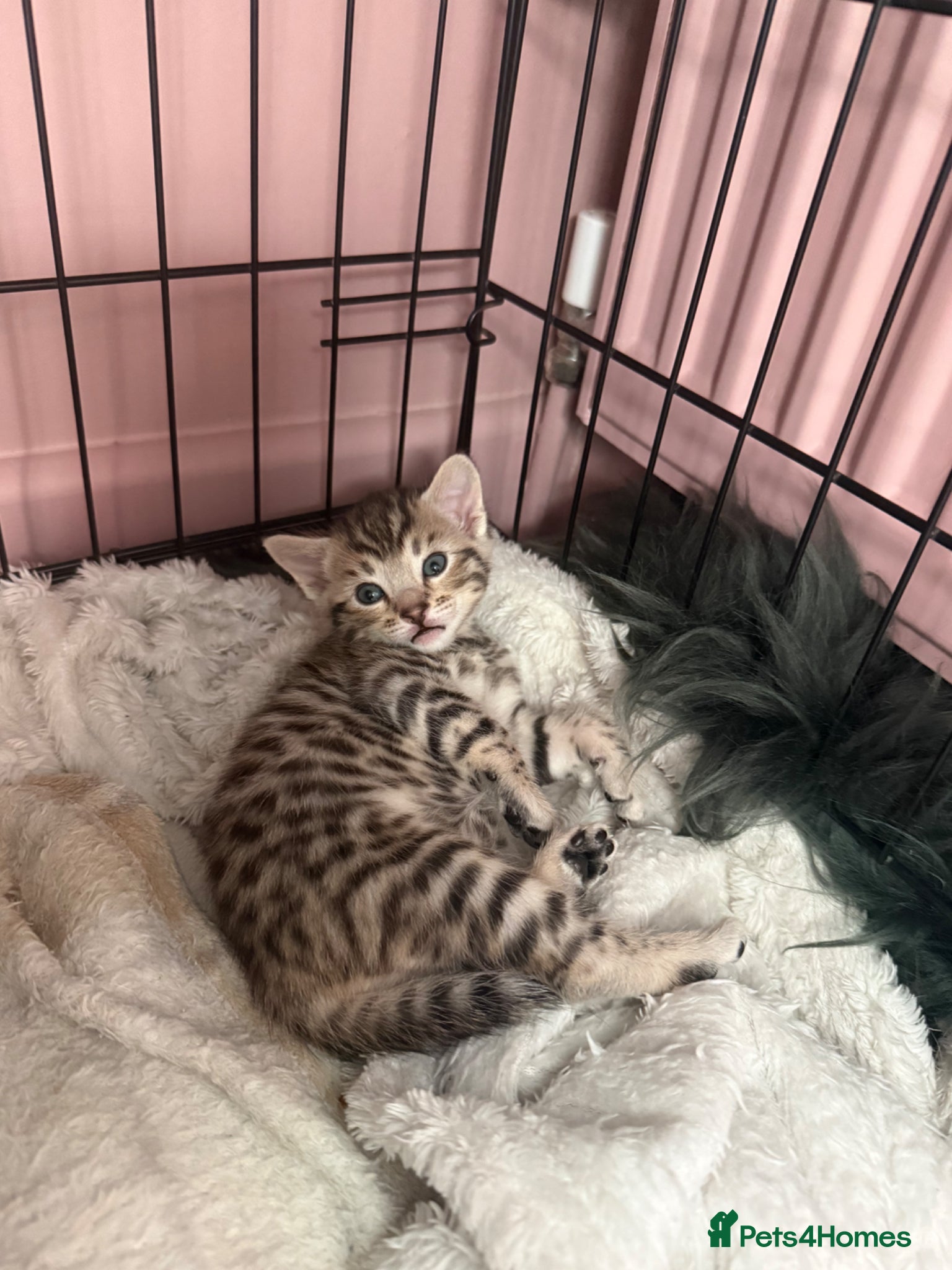 Mixed Breed cats Adorable Bengal x Maine coon Kittens  - Advert 10