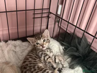 Mixed Breed cats Adorable Bengal x Maine coon Kittens - Advert 10