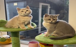 British Shorthair cats for sale: 🚨One Girl Ready to leave 🚨GCCF British Shorthair - Image 15