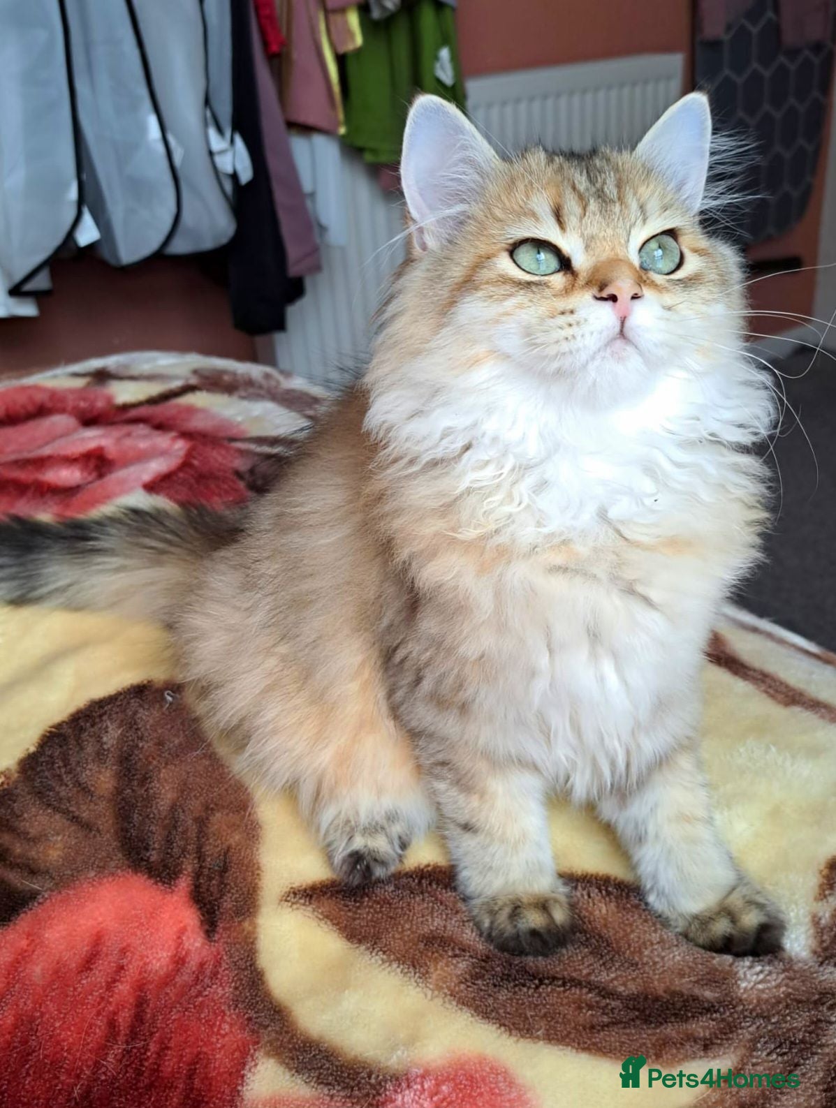 British Longhair cats  Tica registered BLH/BSH golden shaded  kittens  - Advert 2