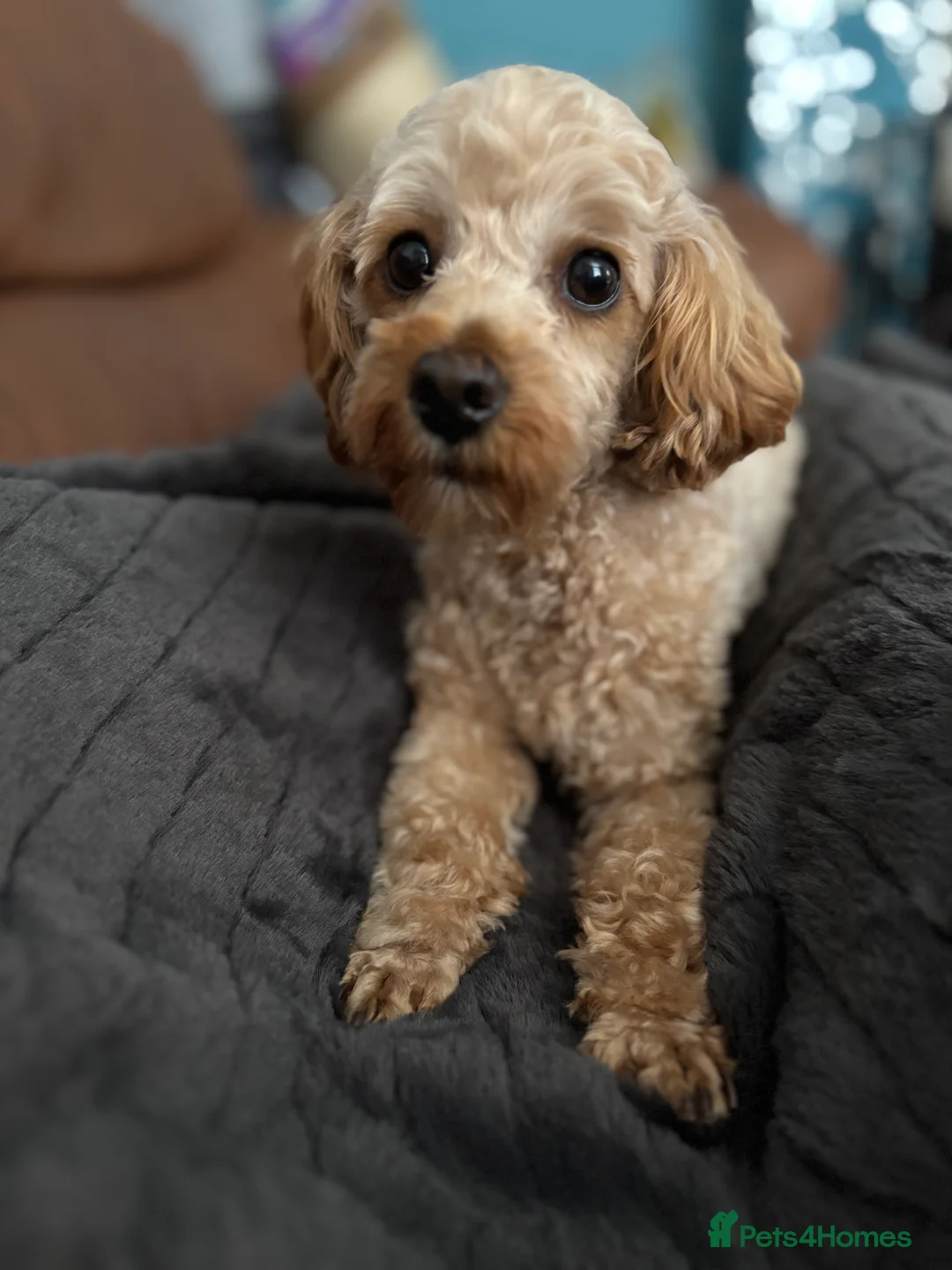 Cavapoochon dogs for sale: F1B Cavapoochon - Advert 1