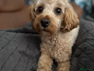 Cavapoochon dogs F1B Cavapoochon - Advert 1