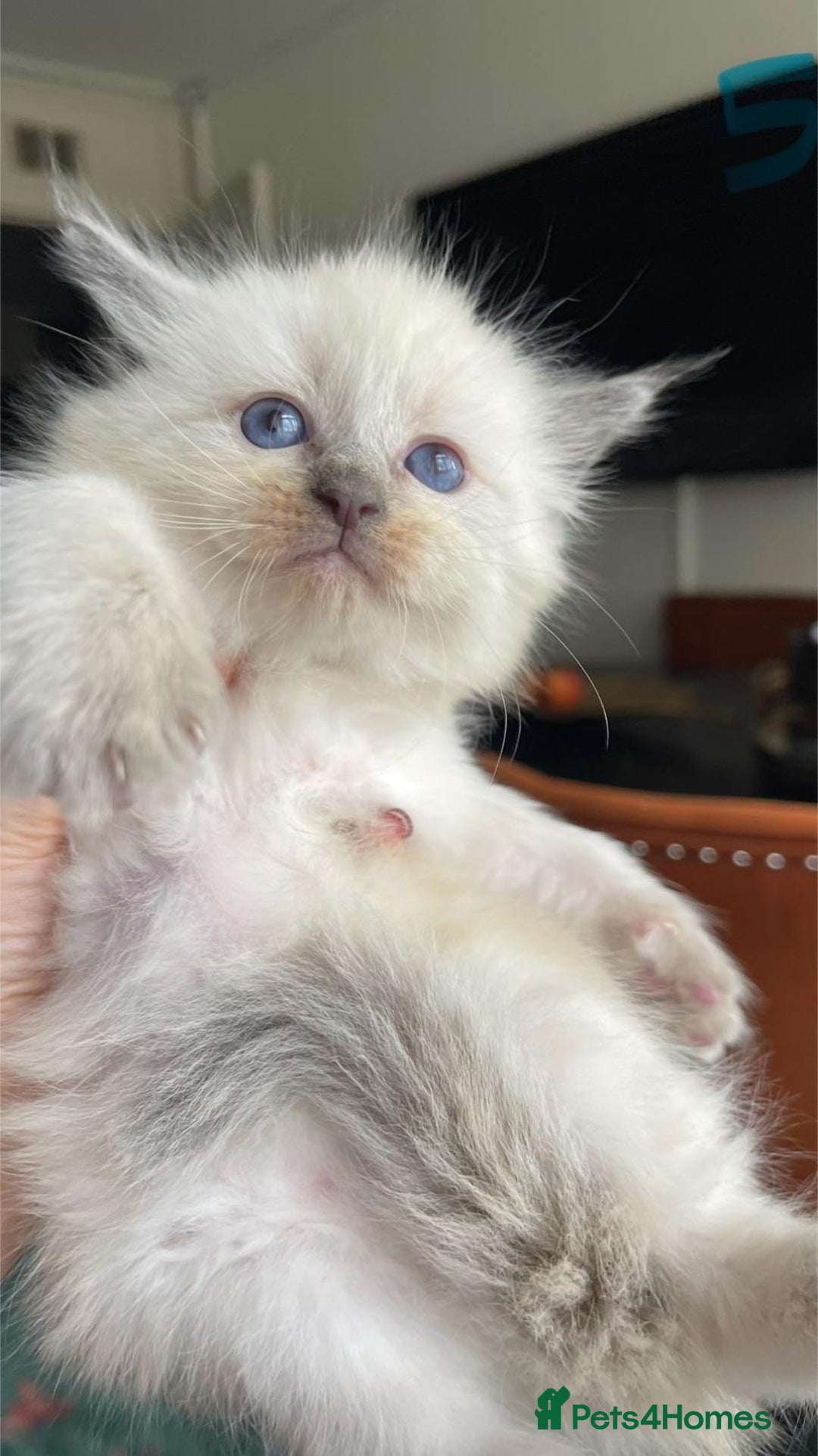 Ragdoll cats for sale: ragdoll kittens - Advert 10