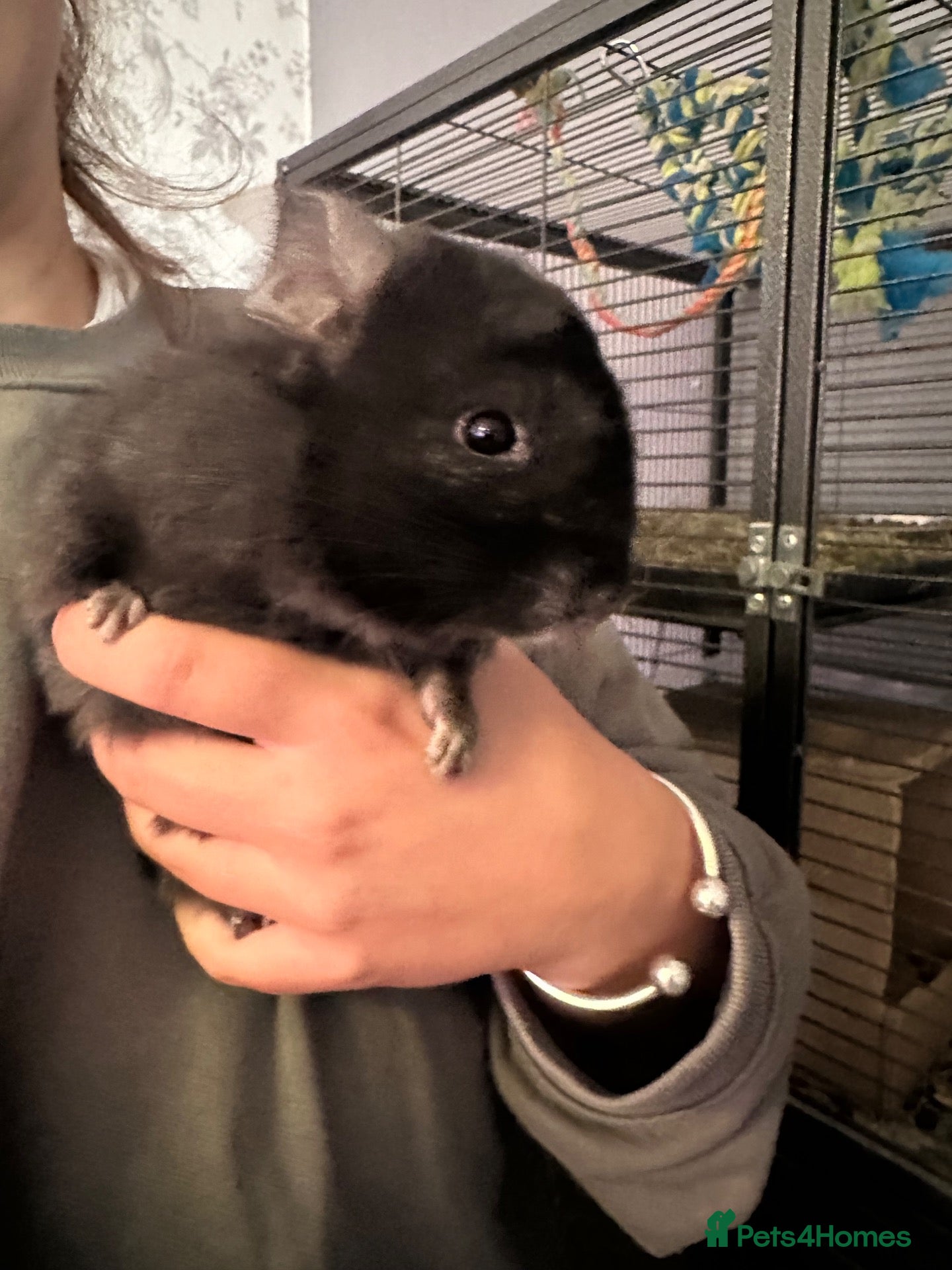 Chinchilla rodents Triplet boys  - Advert 17
