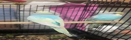 Budgerigars birds for sale: Baby budgies  - Advert 5