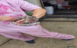 Corn Snake reptiles for sale: Corn Snakes  - Image 3