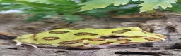 Frog reptiles for sale: Various Amphibians At Urban Exotics - Advert 17