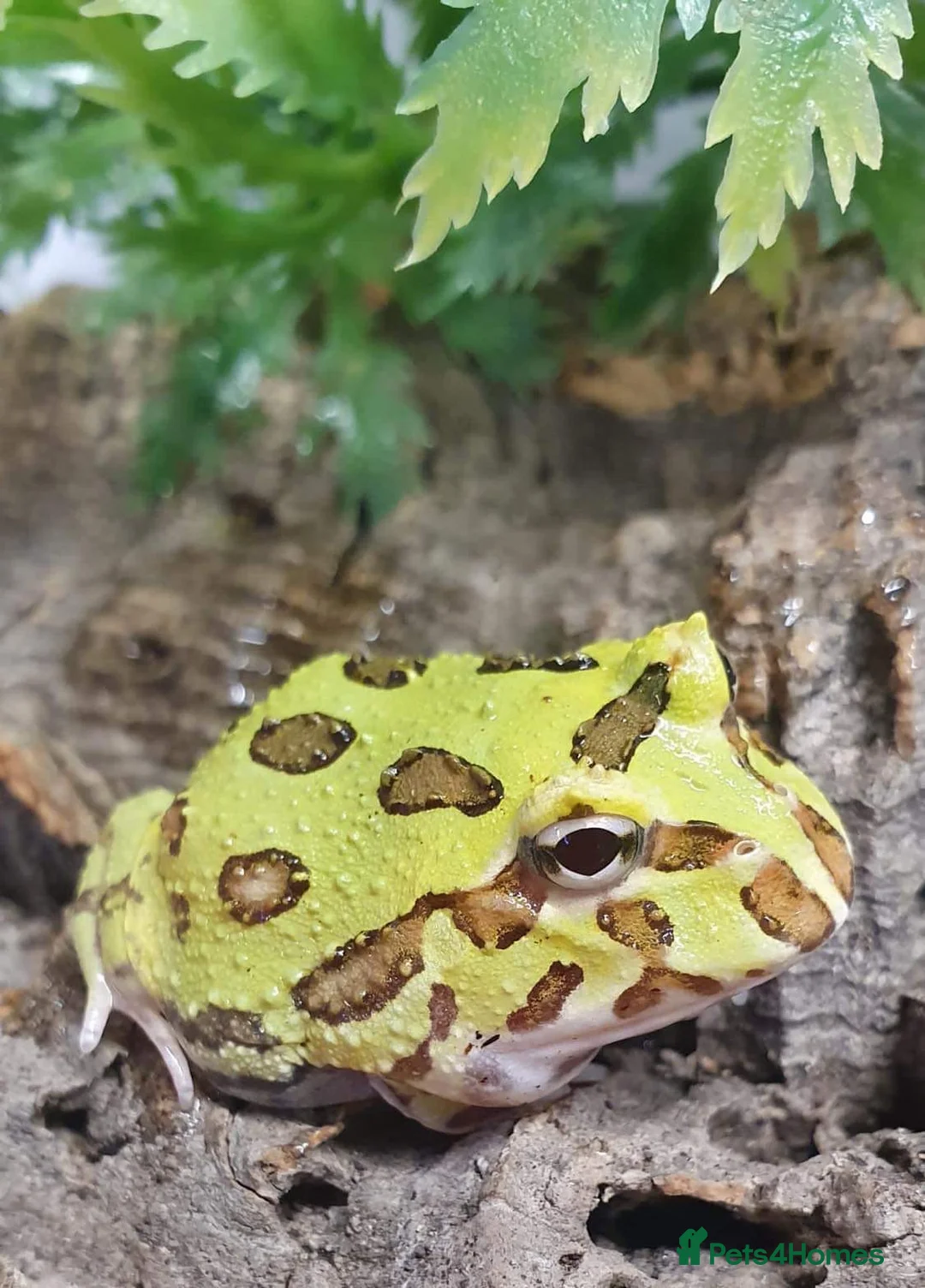 Frog reptiles for sale: Various Amphibians At Urban Exotics - Advert 17