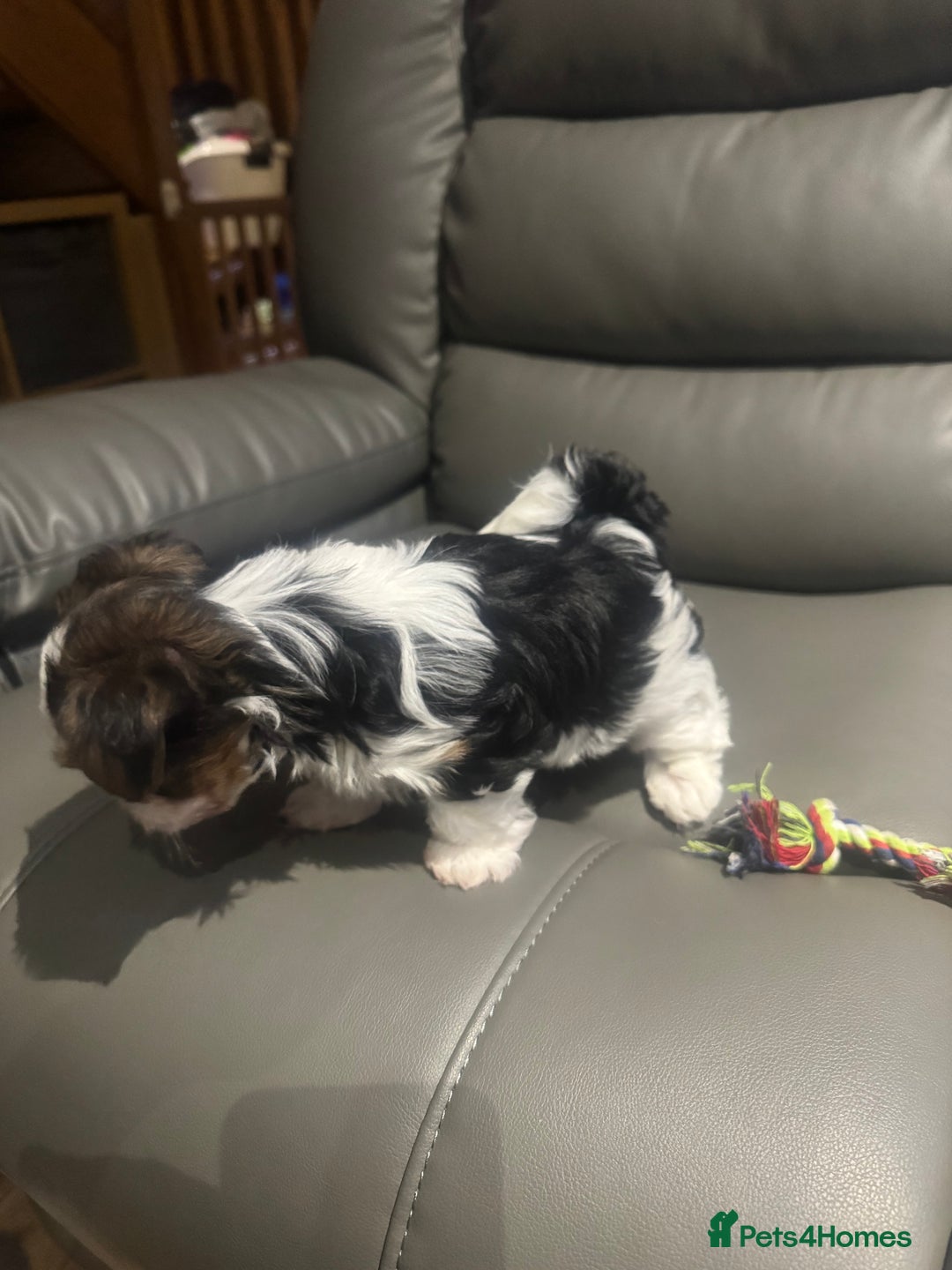 Biewer Terrier dogs for sale: Biewer Terrier - Advert 6