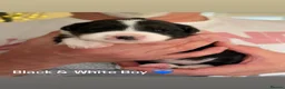 Border Collie dogs for sale: Beautiful Champion Line Puppies  - Advert 6