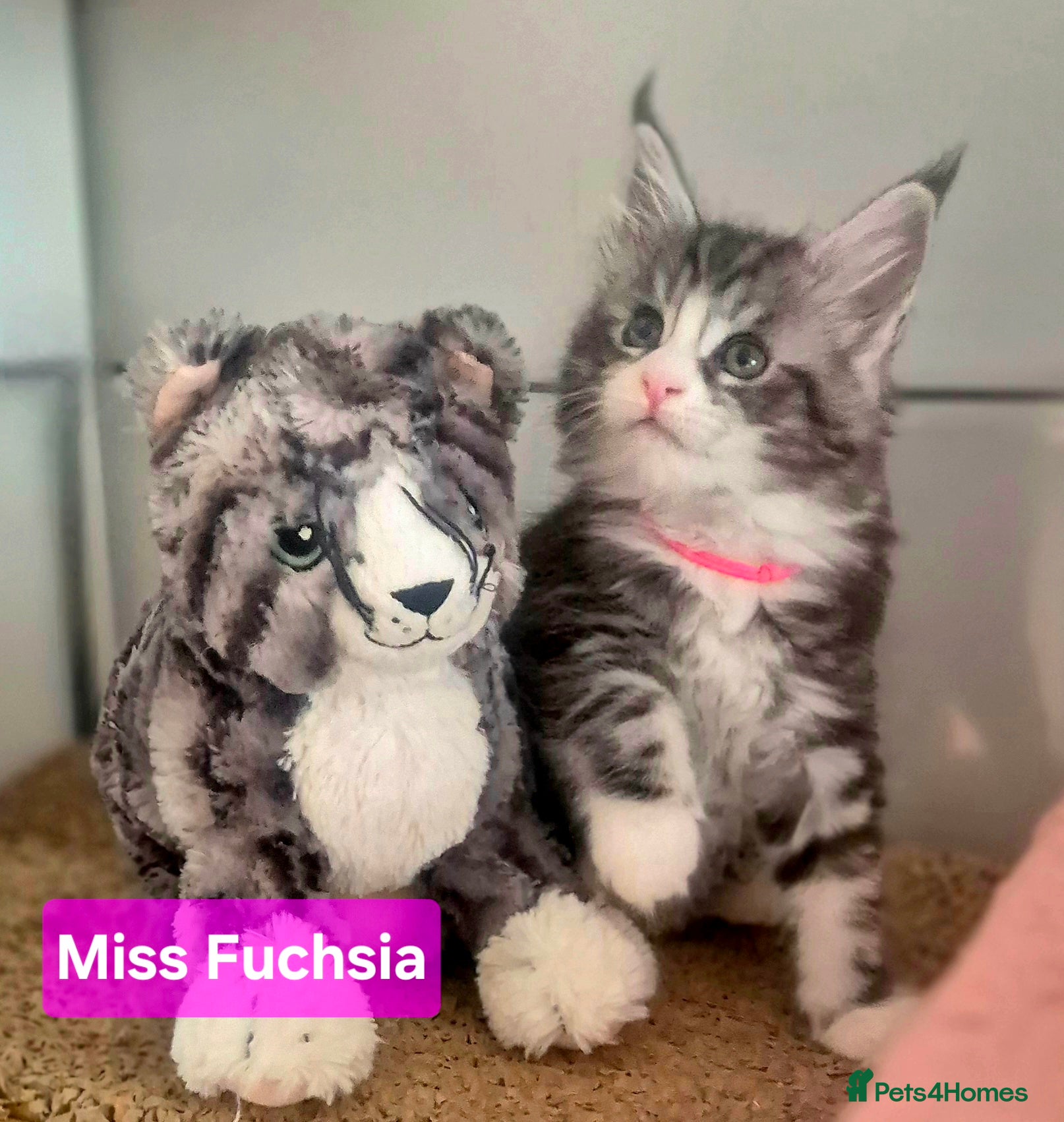 Maine Coon cats 🎀 Outstanding GCCF Pedigree Maine Coon Kittens  - Advert 4