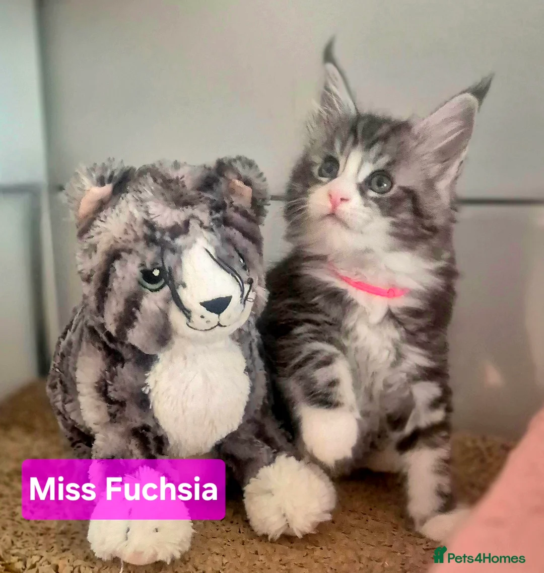 Maine Coon cats for sale: 🎀 Outstanding GCCF Pedigree Maine Coon Kittens  - Advert 1