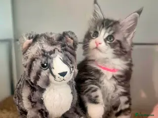 Maine Coon cats 🎀 Outstanding GCCF Pedigree Maine Coon Kittens - Advert 4