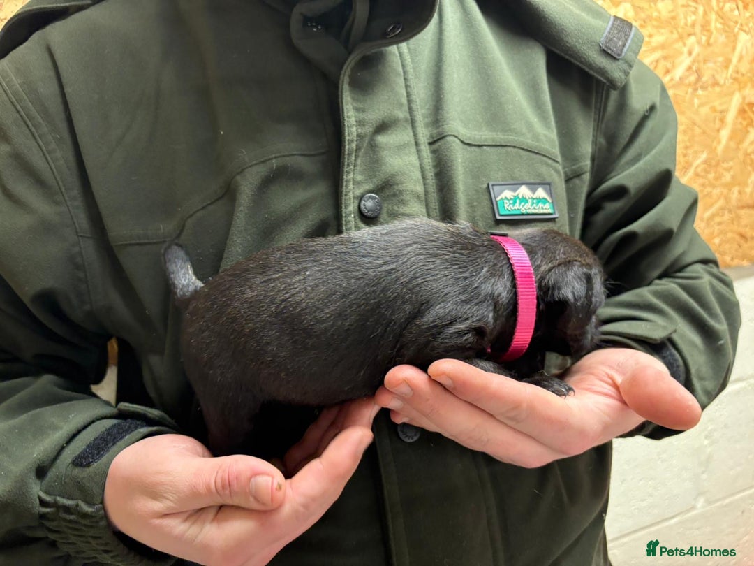 Patterdale Terrier dogs for sale: Patterdale Terriers - Advert 9