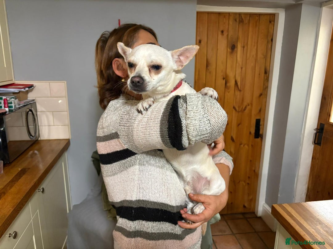 Chihuahua dogs for adoption: 🐾  BARRY - Friendly, Energetic Chihuahua Boy - Image 9