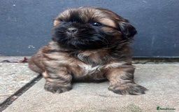 Shih Tzu dogs for sale: ShihTzu  - Image 3