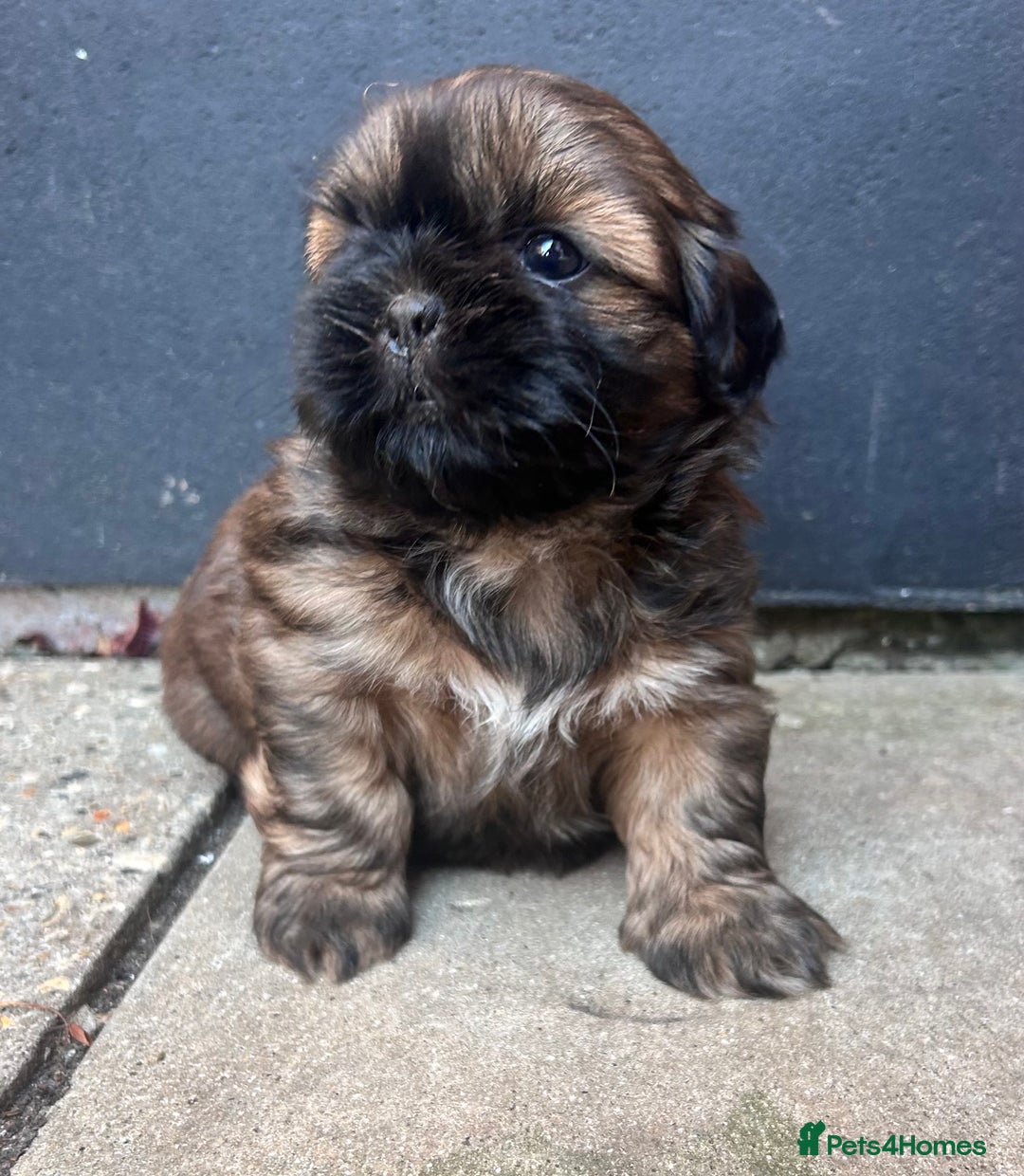 Shih Tzu dogs for sale: ShihTzu  - Image 3